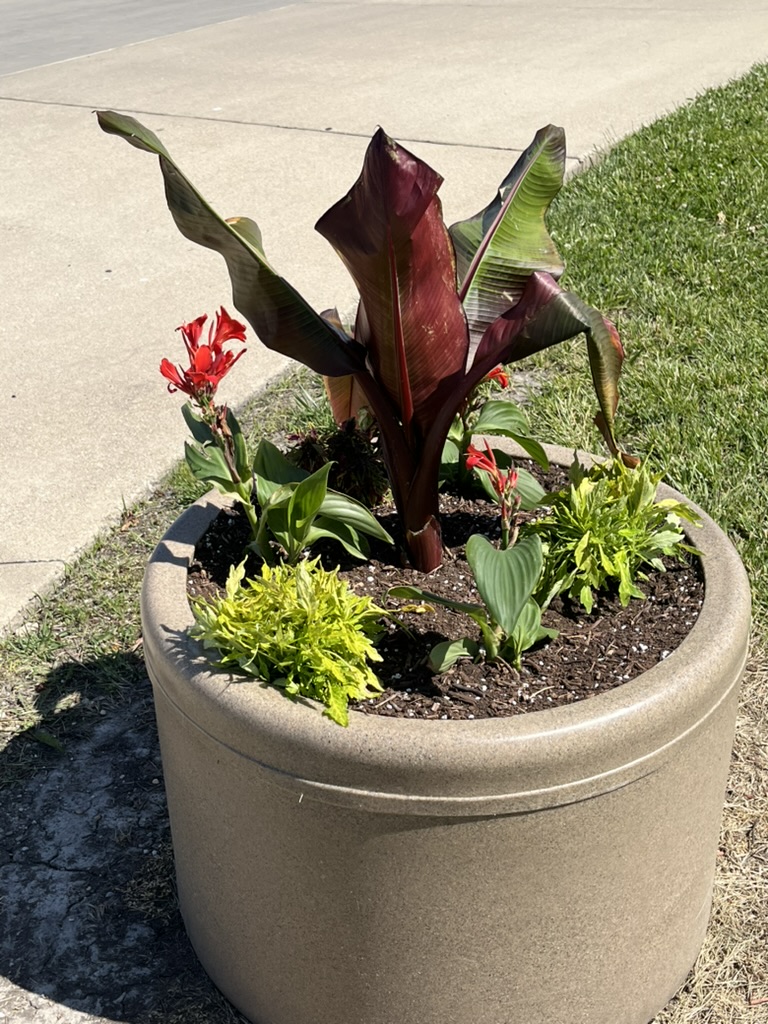 Garden photo